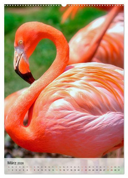 Produktbild: Flamingos - Eleganz und Sch&ouml;nheit (Wandkalender 2026 DIN A2 hoch), CALVENDO Monatskalender