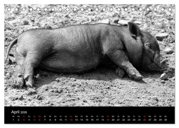 Produktbild: Das Leben der Schweine (Tischkalender 2026 DIN A5 quer), CALVENDO Monatskalender