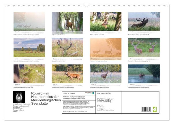 Produktbild: Rotwild - im Naturparadies der Mecklenburgischen Seenplatte (Wandkalender 2026 DIN A2 quer), CALVENDO Monatskalender