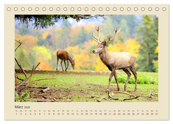 Produktbild: Tiere im Wald. Bezaubernde Begegnungen (Tischkalender 2026 DIN A5 quer), CALVENDO Monatskalender