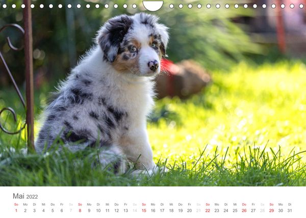 Produktbild: Australian Shepherd 2022 (Wandkalender 2022 DIN A4 quer)