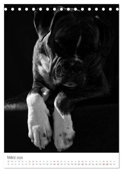 Produktbild: Fine Art Hundeportraits (Tischkalender 2026 DIN A5 hoch), CALVENDO Monatskalender