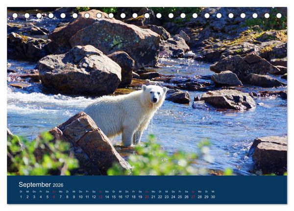 Produktbild: Das Leben der etwas "anderen" Eisb&auml;ren! (Tischkalender 2026 DIN A5 quer), CALVENDO Monatskalender