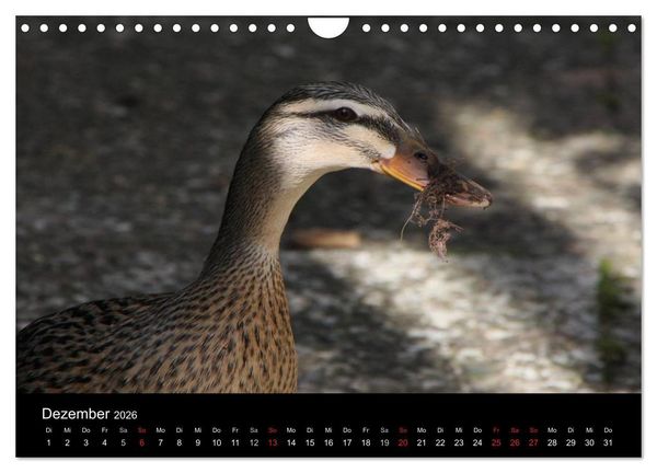 Produktbild: Laufentenk&uuml;ken - Sunny (Wandkalender 2026 DIN A4 quer), CALVENDO Monatskalender