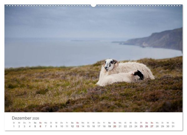 Produktbild: Schafe - Weich und wollig (hochwertiger Premium Wandkalender 2026 DIN A2 quer), Kunstdruck in Hochglanz