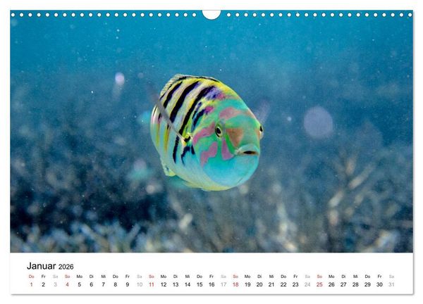 Produktbild: Unterwasserwelt der Malediven I (Wandkalender 2026 DIN A3 quer), CALVENDO Monatskalender