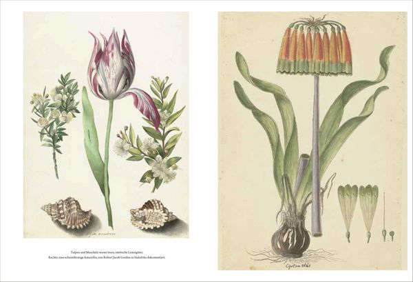 Produktbild: Wunderkammer