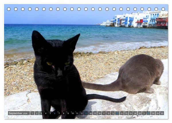 Produktbild: SAMTPFOTEN auf Mykonos (Tischkalender 2026 DIN A5 quer), CALVENDO Monatskalender