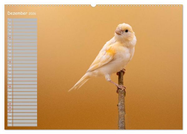 Produktbild: Kanarienv&ouml;gel - Bunte Welt (hochwertiger Premium Wandkalender 2026 DIN A2 quer), Kunstdruck in Hochglanz