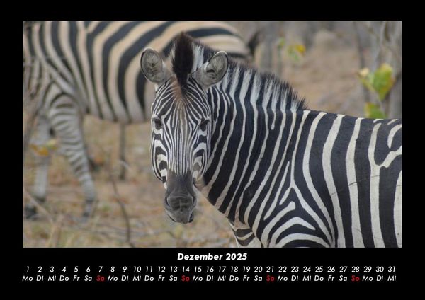 Produktbild: Zebrazauber 2025 Fotokalender DIN A3