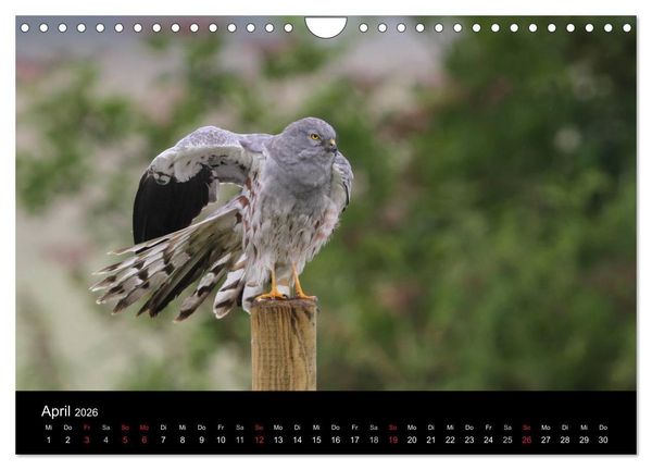 Produktbild: Wiesenweihen in Deutschland (Wandkalender 2026 DIN A4 quer), CALVENDO Monatskalender