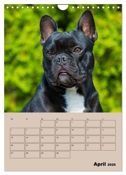 Produktbild: Jahresplaner Franz&ouml;sische Bulldogge (Wandkalender 2026 DIN A4 hoch), CALVENDO Monatskalender