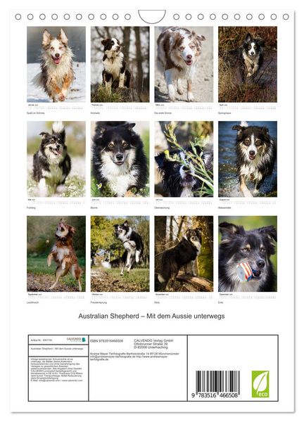 Produktbild: Australian Shepherd &ndash; Mit dem Aussie unterwegs (Wandkalender 2026 DIN A4 hoch), CALVENDO Monatskalender
