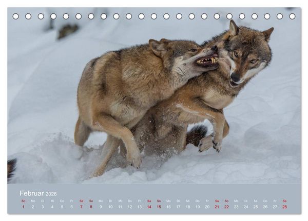 Produktbild: unter W&ouml;lfen (Tischkalender 2026 DIN A5 quer), CALVENDO Monatskalender