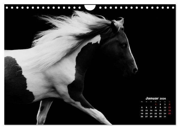 Produktbild: Pferde zwischen Licht und Schatten (Wandkalender 2026 DIN A4 quer), CALVENDO Monatskalender