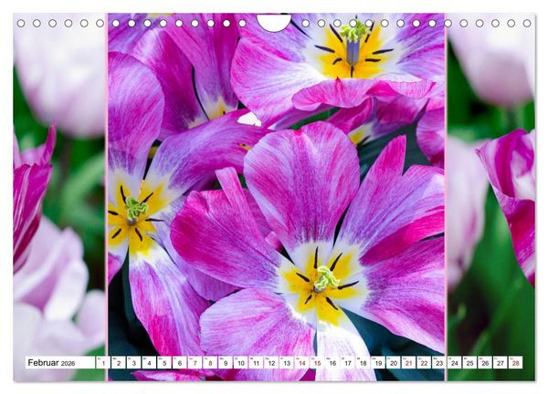 Produktbild: Tulpen - kunterbunte Collagen (Wandkalender 2026 DIN A4 quer), CALVENDO Monatskalender