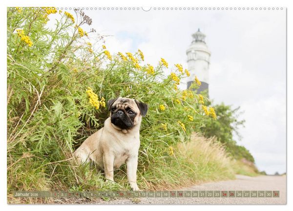 Produktbild: Sylt - Insel der M&ouml;pse (hochwertiger Premium Wandkalender 2026 DIN A2 quer), Kunstdruck in Hochglanz