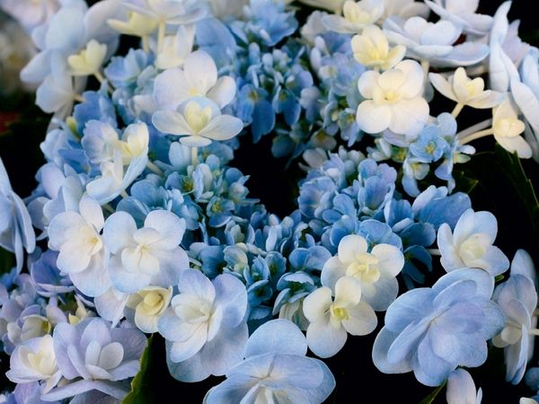 Produktbild: Hellblaue Hortensie (Puzzle)