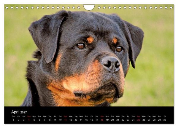 Produktbild: Rottweiler Portait Shots 2027 (Wall Calendar 2027 DIN A4 landscape), CALVENDO 12 Month Wall Calendar