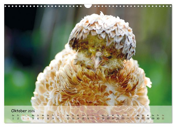 Produktbild: H&uuml;hner im Garten (Wandkalender 2026 DIN A3 quer), CALVENDO Monatskalender