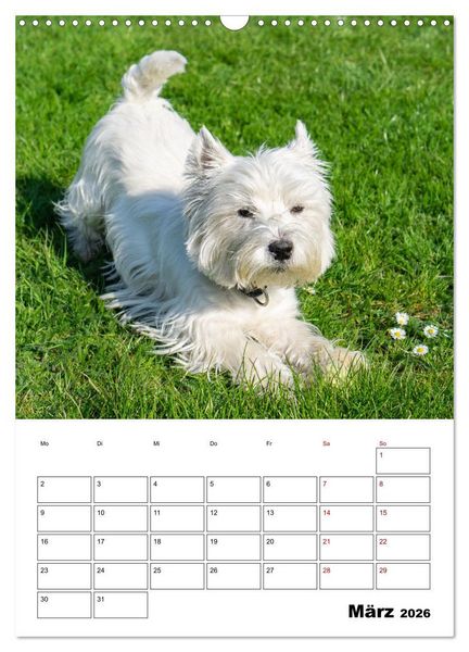 Produktbild: West Highland White Terrier - Herzensbrecher auf vier Pfoten (Wandkalender 2026 DIN A3 hoch), CALVENDO Monatskalender
