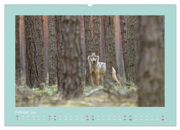 Produktbild: W&ouml;lfe, Impressionen aus der Lausitz (hochwertiger Premium Wandkalender 2026 DIN A2 quer), Kunstdruck in Hochglanz