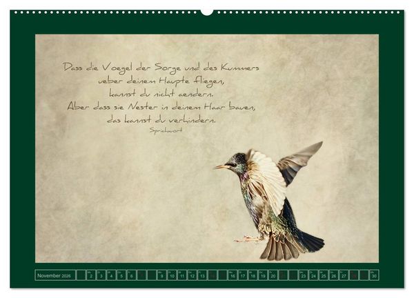 Produktbild: Stare und Weisheiten (Wandkalender 2026 DIN A2 quer), CALVENDO Monatskalender