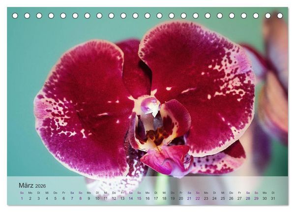 Produktbild: Phalaenopsis - die zauberhafte Welt der Orchideen (Tischkalender 2026 DIN A5 quer), CALVENDO Monatskalender