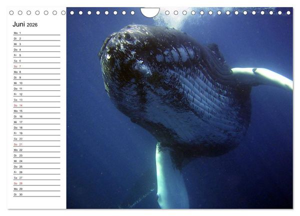Produktbild: Wale. Kolosse der Meere (Wandkalender 2026 DIN A4 quer), CALVENDO Monatskalender