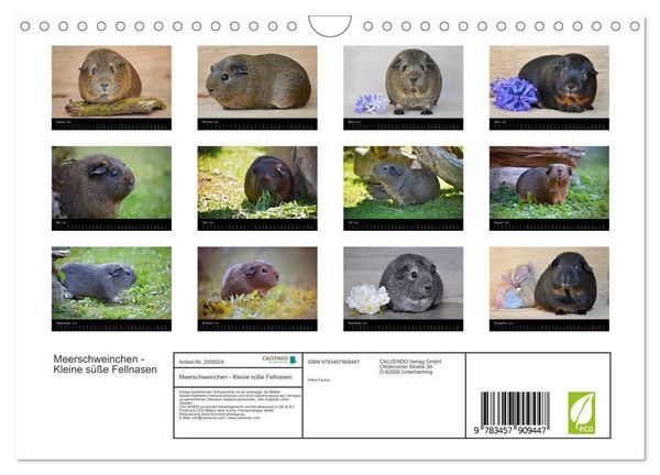Produktbild: Meerschweinchen - Kleine s&uuml;&szlig;e Fellnasen (Wandkalender 2026 DIN A4 quer), CALVENDO Monatskalender