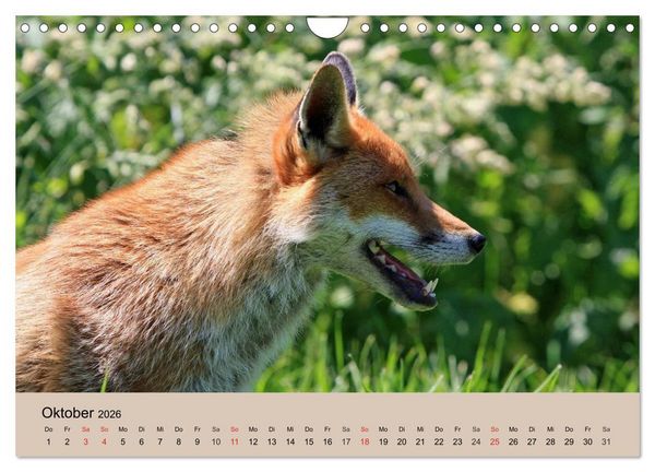 Produktbild: Der Fuchs. Bezaubernder Geselle (Wandkalender 2026 DIN A4 quer), CALVENDO Monatskalender