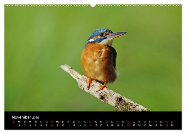Produktbild: Der Eisvogel...fliegendes Juwel (hochwertiger Premium Wandkalender 2026 DIN A2 quer), Kunstdruck in Hochglanz