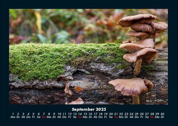 Produktbild: Pilzkalender 2025 Fotokalender DIN A4