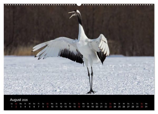 Produktbild: Mandschurenkraniche (hochwertiger Premium Wandkalender 2026 DIN A2 quer), Kunstdruck in Hochglanz