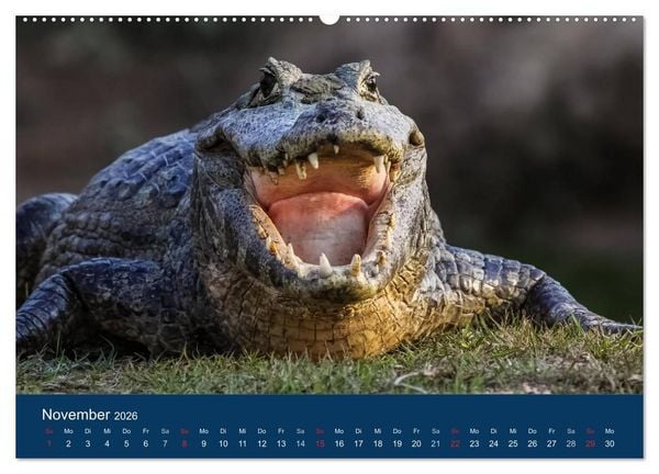 Produktbild: Brasilien tierisch gut 2026 (hochwertiger Premium Wandkalender 2026 DIN A2 quer), Kunstdruck in Hochglanz