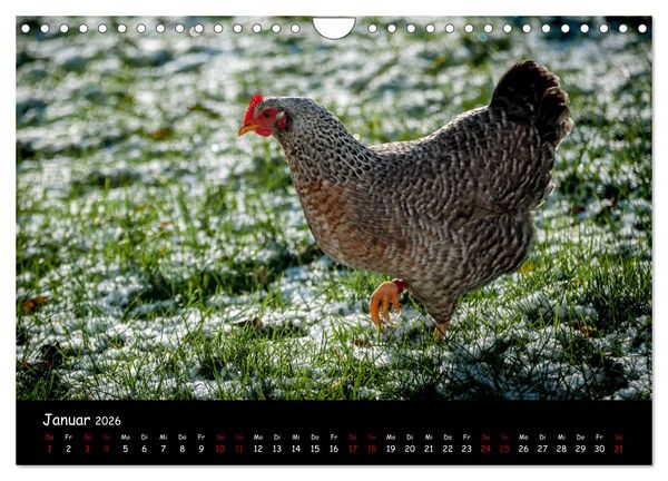 Produktbild: Neues von den Gartenh&uuml;hnern (Wandkalender 2026 DIN A4 quer), CALVENDO Monatskalender