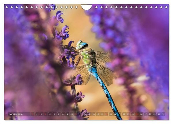 Produktbild: Libellen - Fliegende Edelsteine (Wandkalender 2026 DIN A4 quer), CALVENDO Monatskalender