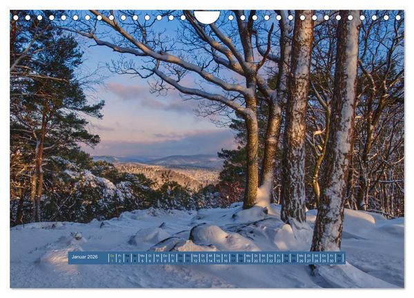 Produktbild: Magischer Pf&auml;lzer Wald (Wandkalender 2026 DIN A4 quer), CALVENDO Monatskalender