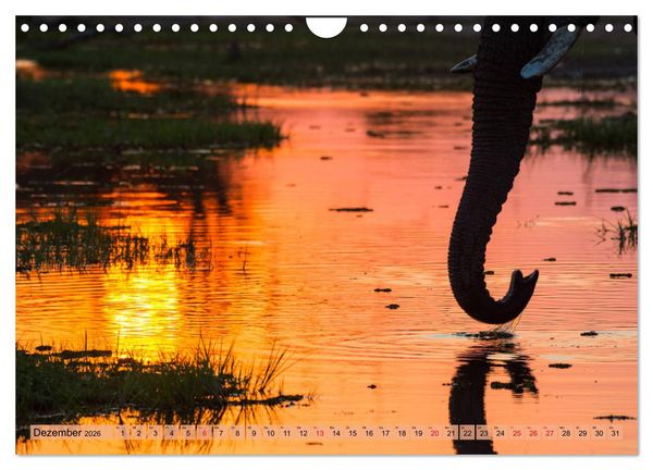 Produktbild: Elefanten - Sanfte Riesen Afrikas (Wandkalender 2026 DIN A4 quer), CALVENDO Monatskalender