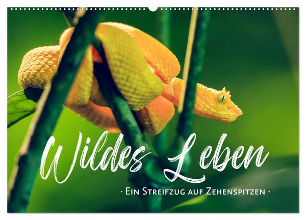 Produktbild: Wildes Leben - Ein Streifzug auf Zehenspitzen (Wandkalender 2026 DIN A2 quer), CALVENDO Monatskalender