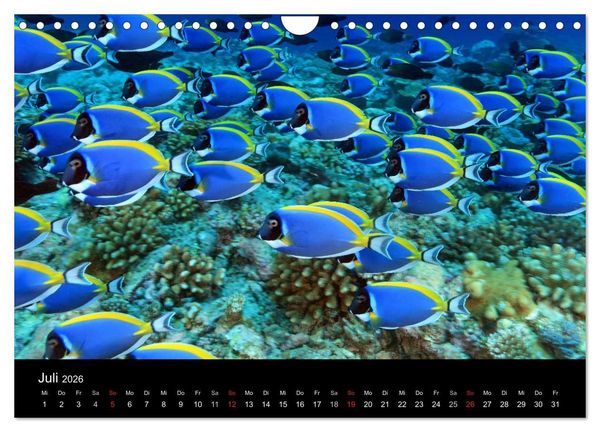 Produktbild: Magische Unterwasserwelten (Wandkalender 2026 DIN A4 quer), CALVENDO Monatskalender