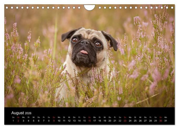 Produktbild: Vermopst durchs Jahr (Wandkalender 2026 DIN A4 quer), CALVENDO Monatskalender