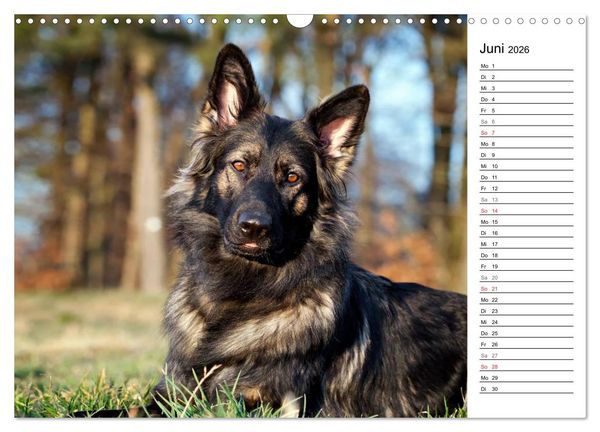 Produktbild: Zauberhafte Langhaar Sch&auml;ferhunde (Wandkalender 2026 DIN A3 quer), CALVENDO Monatskalender