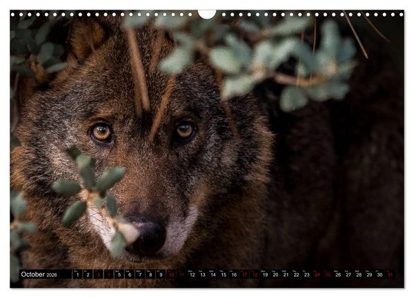 Produktbild: Wolves, Wild Spirits (Wall Calendar 2026 DIN A3 landscape), CALVENDO 12 Month Wall Calendar