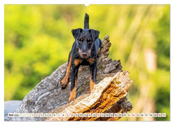 Produktbild: Deutscher Terrier - ein leidenschaftlicher J&auml;ger (Wandkalender 2026 DIN A2 quer), CALVENDO Monatskalender