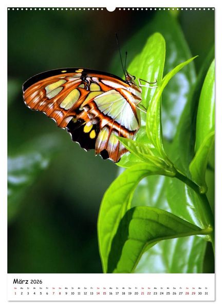 Produktbild: Costa Rica - Fauna & Flora (hochwertiger Premium Wandkalender 2026 DIN A2 hoch), Kunstdruck in Hochglanz