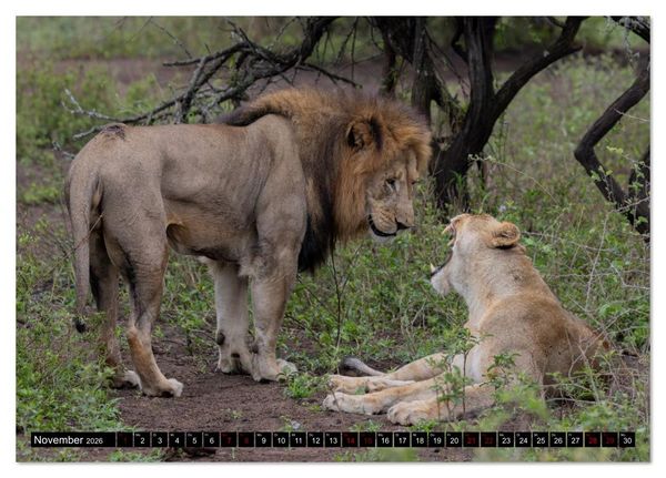 Produktbild: L&ouml;wen in Botswana und S&uuml;dafrika (Tischkalender 2026 DIN A5 quer), CALVENDO Monatskalender