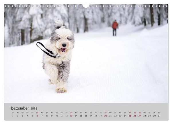 Produktbild: Ein Bobtail namens Miles (Wandkalender 2026 DIN A3 quer), CALVENDO Monatskalender