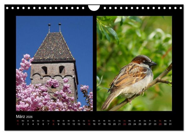Produktbild: Ulmer Spatzen (Wandkalender 2026 DIN A4 quer), CALVENDO Monatskalender