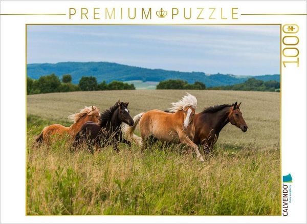 CALVENDO Puzzle Pferdeherde auf der Weide | 1000 Teile Lege-Größe 64x48cm Foto-Puzzle für glückliche Stunden